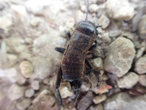 Réf. 267 627 : Gryllus campestris